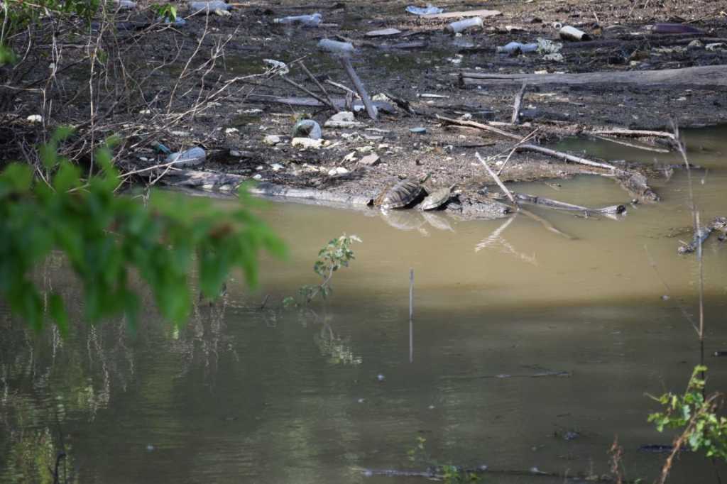 DSC_0229Mittel_.JPG